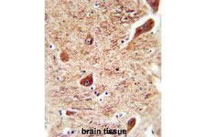 CORO7 antibody (N-term) immunohistochemistry analysis in formalin fixed and paraffin embedded human brain tissue followed by peroxidase conjugation of the secondary antibody and DAB staining. (Coronin 7 antibody  (N-Term))
