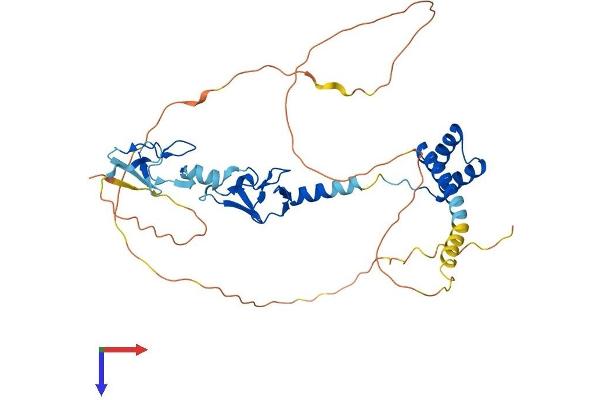 LHX3 Protein (AA 1-400) (His tag)
