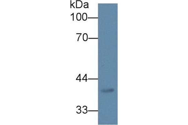 DPEP2 Antikörper  (AA 303-486)