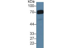 Western blot analysis of Human HeLa cell lysate, using Rat ALPP Antibody (5 µg/ml) and HRP-conjugated Goat Anti-Rabbit antibody ( (PLAP antibody  (AA 68-313))