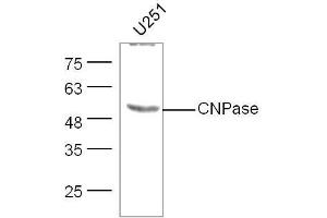 U251 lysates probed with CNPase Polyclonal Antibody, unconjugated  at 1:300 overnight at 4°C followed by a conjugated secondary antibody at 1:10000 for 60 minutes at 37°C. (Cnpase antibody  (AA 151-250))