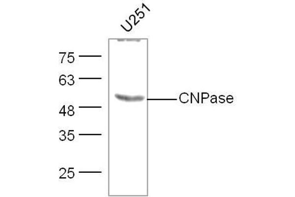 Cnpase anticorps  (AA 151-250)