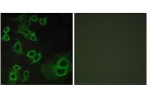 Immunofluorescence analysis of COS7 cells, using ADORA3 Antibody. (Adenosine A3 Receptor antibody  (AA 269-318))