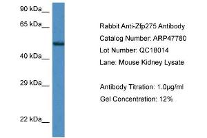 Western Blotting (WB) image for anti-Zinc Finger Protein 275 (ZNF275) (Middle Region) antibody (ABIN785380) (ZNF275 antibody  (Middle Region))
