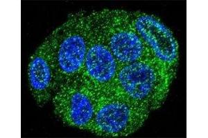 Confocal immunofluorescent analysis of FAT10 antibody with HepG2 cells followed by Alexa Fluor 488-conjugated goat anti-rabbit lgG (green). (UBD antibody  (AA 120-153))
