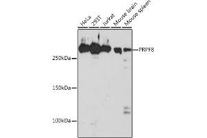 Western blot analysis of extracts of various cell lines, using PRPF8 Rabbit mAb (ABIN7269737) at 1:1000 dilution. (PRPF8 antibody)