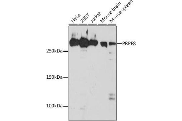 PRPF8 抗体