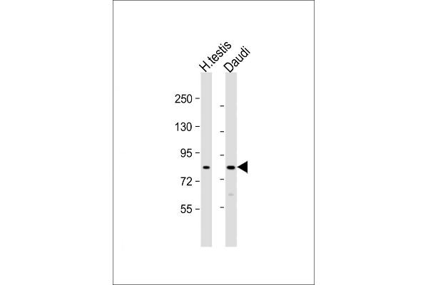 GSG2 anticorps  (AA 323-352)