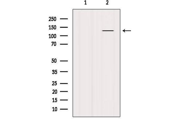 SMC3 antibody  (C-Term)