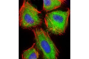 Immunofluorescent analysis of 4 % paraformaldehyde-fixed, 0.