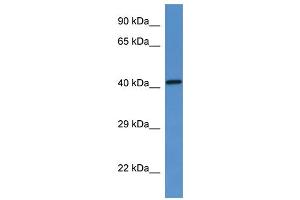 WB Suggested Anti-G6pc Antibody   Titration: 1.