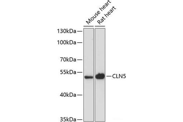 CLN5 anticorps