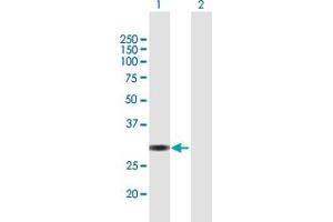 Western Blot analysis of VGLL1 expression in transfected 293T cell line by VGLL1 MaxPab polyclonal antibody. (VGLL1 antibody  (AA 1-258))