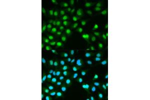 Immunofluorescence analysis of HeLa cells using PPP3CA antibody (ABIN5970422). (PPP3CA antibody)