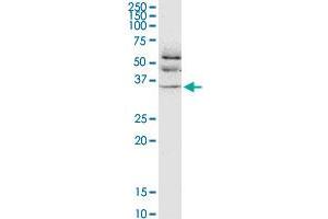 JAM2 monoclonal antibody (M01), clone 1G4. (JAM2 antibody  (AA 29-298))