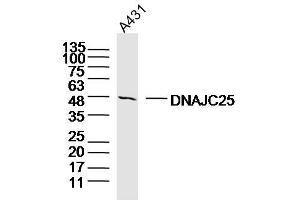 A431 lysates probed with DNAJC25 Polyclonal Antibody, Unconjugated  at 1:300 dilution and 4˚C overnight incubation.
