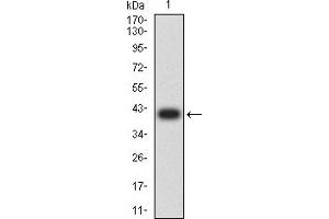 Western blot analysis using CD243 mAb against human CD243 (AA: 1149-1280) recombinant protein.