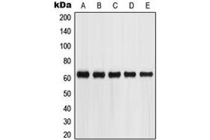 Western blot analysis of Glypican 5 expression in SKNSH (A), HepG2 (B), A549 (C), Jurkat (D), HEK293T (E) whole cell lysates.