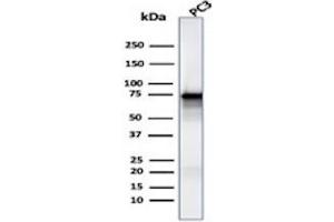 Western Blot Analysis of human PC3 cell lysate using Mouse Monoclonal Antibody (MSN/491). (Moesin antibody)