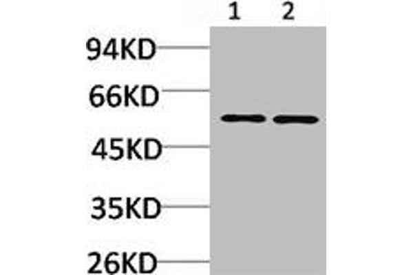 CACNB3 anticorps