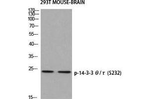 Western Blot (WB) analysis of 293T Mouse Brain using p-14-3-3 theta/tau (S232) antibody. (14-3-3 theta antibody  (pSer232))