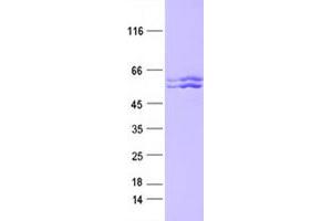 Validation with Western Blot (KMO Protein (DYKDDDDK Tag))