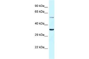 WB Suggested Anti-Bhlhe41 Antibody Titration: 1. (BHLHE41 antibody  (N-Term))