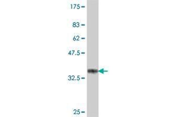 SCUBE3 antibody  (AA 401-499)