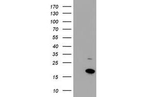 HEK293T cells were transfected with the pCMV6-ENTRY control (Left lane) or pCMV6-ENTRY CHCHD5 (Right lane) cDNA for 48 hrs and lysed. (CHCHD5 antibody  (AA 1-110))