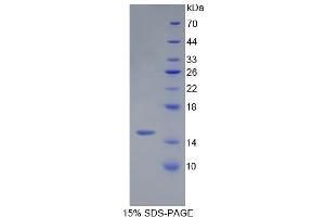 SDS-PAGE (SDS) image for serglycin (SRGN) (AA 28-152) protein (His tag) (ABIN1080793) (SRGN Protein (AA 28-152) (His tag))