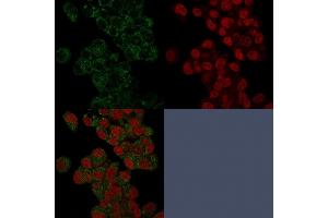 Confocal Immunofluorescence of HepG2 cells stained with Prohibitin Mouse Monoclonal Antibody (PHB/3225) labeled with CF488 (Green); Reddot is used to label the nuclei. (Prohibitin antibody  (AA 167-261))