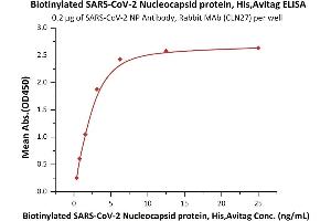 Immobilized SARS-CoV-2 NP Antibody, Rabbit MAb (CLN27) at 2 μg/mL (100 μL/well) can bind Biotinylated SARS-CoV-2 Nucleocapsid protein, His,Avitag (ABIN6952635) with a linear range of 0.