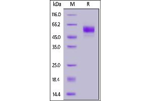 Biotinylated Human SIRP alphaV8, His,Avitag™ on  under reducing (R) condition. (SIRP AlphaV8 (AA 31-369) (Active) protein (His tag,AVI tag,Biotin))