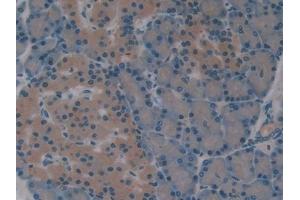 DAB staining on IHC-P; Samples: Rat Pancreas Tissue (SOD4 antibody  (AA 27-268))