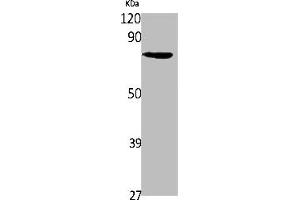 Western Blot analysis of 293 cells using SLC6A14 Polyclonal Antibody (Slc6a14 antibody  (C-Term))