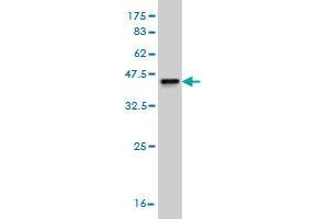 Western Blot detection against Immunogen (36. (SHBG antibody  (AA 41-140))