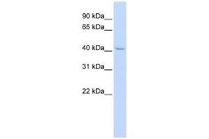 ZNF174 antibody used at 0.