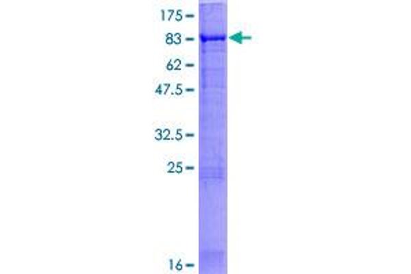 APPBP2 Protein (AA 1-585) (GST tag)
