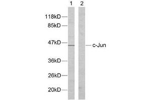 Western blot analysis of extracts from HeLa cells using c-Jun (Ab-170) antibody (E021023). (C-JUN antibody)