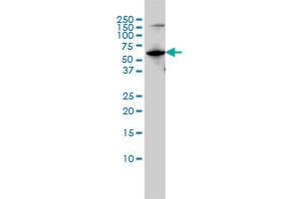 MUTYH antibody  (AA 436-535)