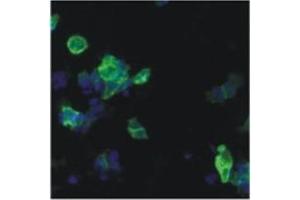 IF analysis using HIV-1 p24 antibody (05-001) in detection of 05-001 epitope tagged ETAR (Endothelin A receptor) in HEK293-based cell line. (Human Immunodeficiency Virus Type 1 (HIV-1) antibody)