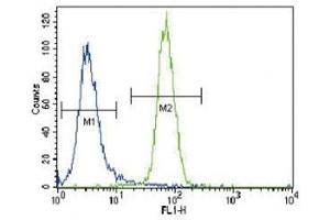 RUNX2 antibody flow cytometric analysis of NCI-H460 cells (right histogram) compared to a negative control (left histogram). (RUNX2 antibody  (AA 445-474))