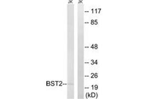 Western blot analysis of extracts from Jurkat cells, using BST2 Antibody.