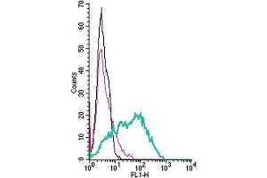 anti-Poliovirus Receptor-Related 1 (Herpesvirus Entry Mediator C) (PVRL1) (AA 177-190), (Extracellular) antibody