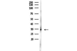anti-Ha-Ry/enhancer-of-Split Related with YRPW Motif 1 (HEY1) (Internal Region) antibody
