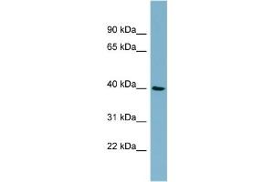 WB Suggested Anti-MOS  Antibody Titration: 0. (MOS antibody  (Middle Region))