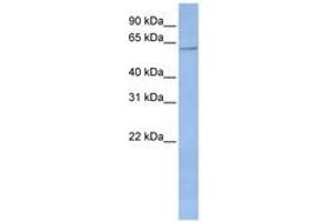 Image no. 1 for anti-Cytochrome P450, Family 2, Subfamily C, Polypeptide 19 (CYP2C19) (AA 324-373) antibody (ABIN6743076) (CYP2C19 antibody  (AA 324-373))