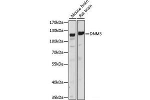 Western blot analysis of extracts of various cell lines using DNM3 Polyclonal Antibody at dilution of 1:1000. (Dynamin 3 antibody)