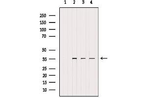 Western blot analysis of extracts from various samples, using UFD1L Antibody.