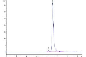 The purity of Human IgE is greater than 95 % as determined by SEC-HPLC. (IgE Protein (AA 209-428) (His-Avi Tag))